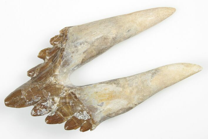 Fossil Primitive Whale (Basilosaur) Premolar Tooth - Morocco #215103
